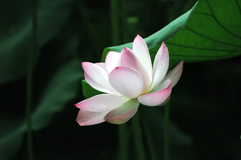lotus flowers and leaves
