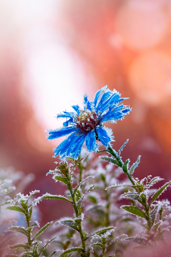 Macro of a blue frost covered aster flower