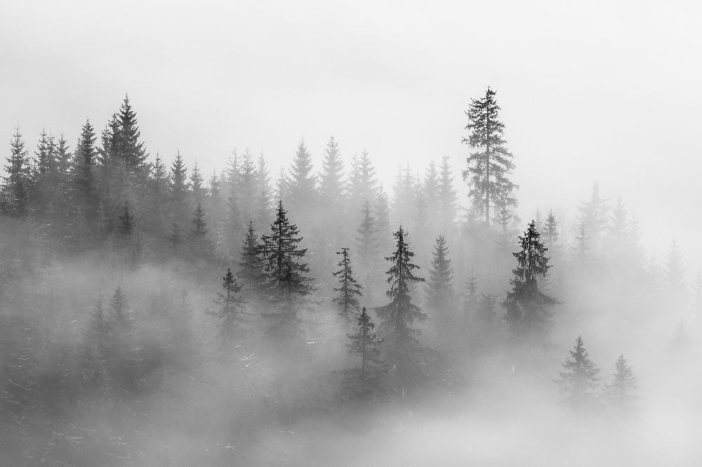 Pine trees in fog BW