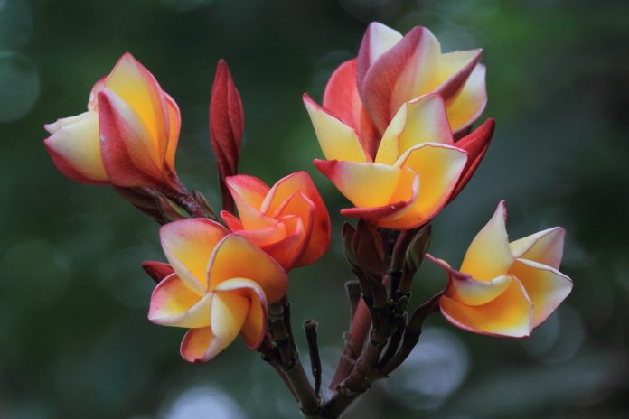 Plumeria flowers