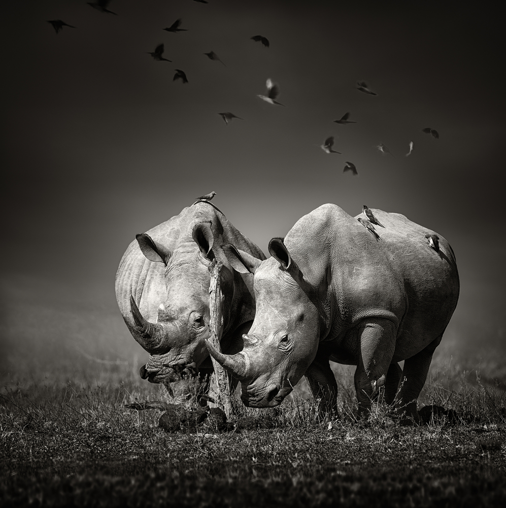 Two white Rhinoceros in the field with birds flying