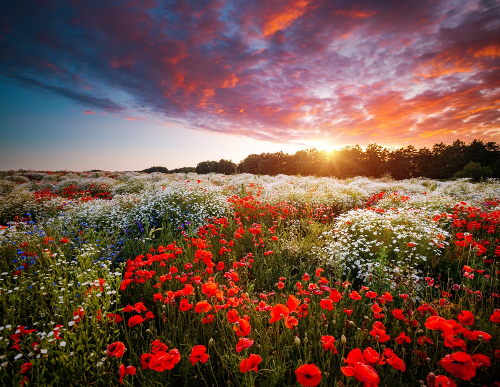 wildflowers at sunset